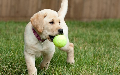 Photo of puupy with tennis ball in mouth